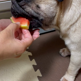 家庭菜園の画像