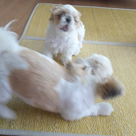 親子げんか？じゃれてる？の画像