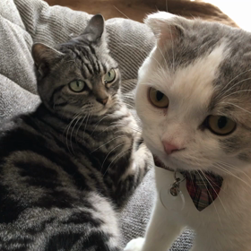 遊び相手の画像