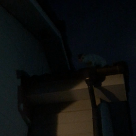 ”月夜のはんぐろ”の画像