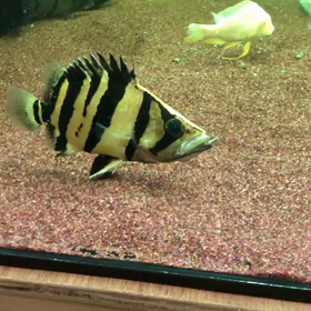 さっそく販売魚のシャムタイガー動画頂きました！の画像