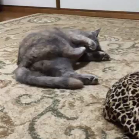 KIKIの名前の由来の画像