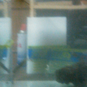 エビチュー(小)の画像