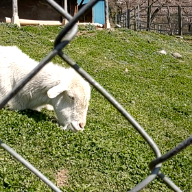 癒されますよの画像