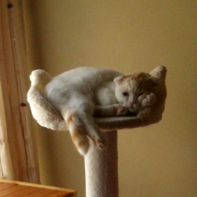 癒しの？にゃんこ動画の画像