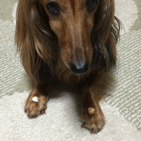 ココア８歳のお誕生日♡の画像