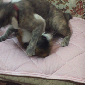 寝技で１本(=^ェ^=)の画像