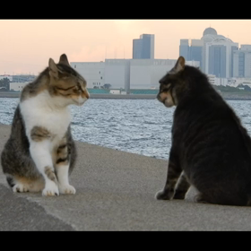 餌やりを始めたおじさんの画像