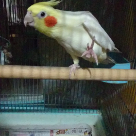 動画の貼り付けに挑戦(>_<)の画像