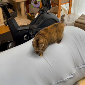 Yogiboで浮かれて遊ぶ福ちゃん♀の画像