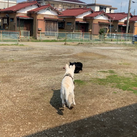 散歩は続くよ　どこまでもの画像