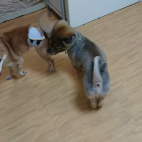 ドタバタの画像