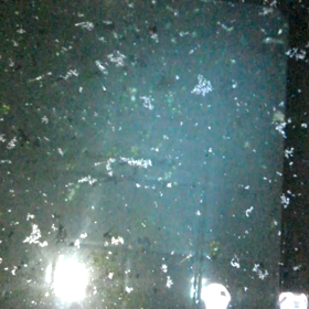 針子にゾウリムシだけ･･･の画像