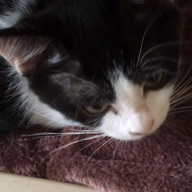 ちゅーるウマウマ・・チコ編の画像