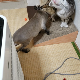 フラれる兄さんの画像