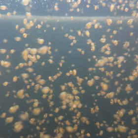 オオミジンコ、暴走？の画像