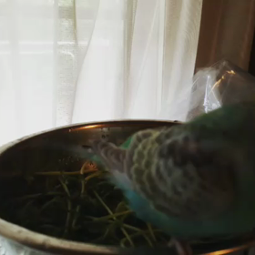 ルイズの水浴びの画像