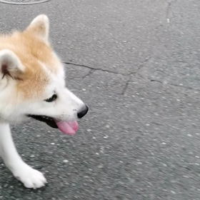 夏休みモード全開か？ダラダラ散歩が定着。なかなか前へ進まず❗座り込んで見つめられると飼い主甘くなの画像