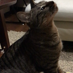 撫でて欲しいにゃーくんの画像