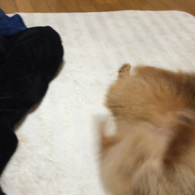 運動会②の画像