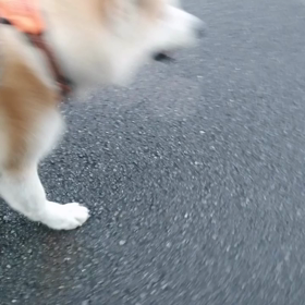 いつもの感じの朝散歩‼️最初ダッシュと帰り道ダッシュ、中はイヤイヤでした。途中の「休みたい❗の画像