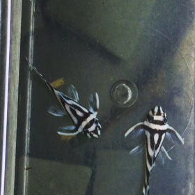 やりおったの画像