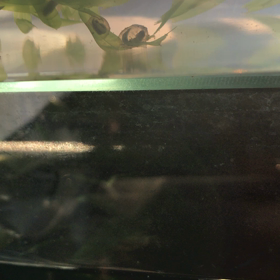 アカハライモリの飼育日記    日に日にの画像