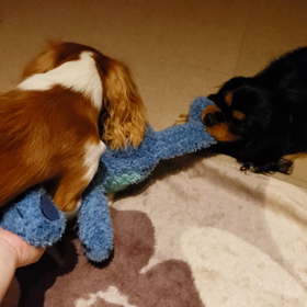 スティッチは譲らないぞ！の画像