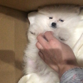 ペコちゃんの画像