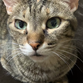 けんしんちゃん、はーい( ∀)の画像