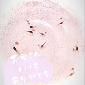 母の日に娘から稚魚&カーネーション動画とスカイちゃんの画像