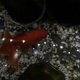 金魚の病気治療の画像