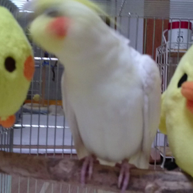 ピヨちゃんに喧嘩。そして就寝の画像