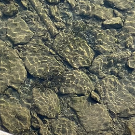 鮎の遡上確認！の画像