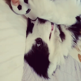 ゴロゴロと。。。の画像