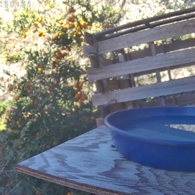 すぎぴたんの事件簿シーズン3　448話（超長居するヤマガラ）の画像