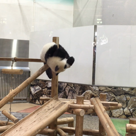 成功したら ほめる  じゃあ 失敗したら (｡･ω･｡) ？の画像