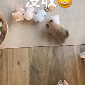 免疫介在性溶血性貧血の画像