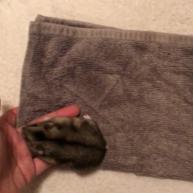 たためません。の画像