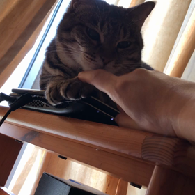 なんでもないような動画の画像