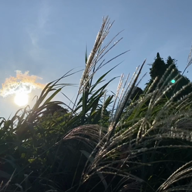 “自然と音遊び” プロジェクト vol.095！の画像