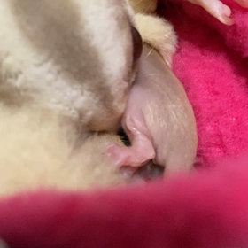 クリミノベビー☆の画像