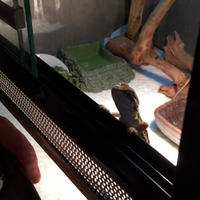 フトアゴヒゲトカゲ ベビー ピンセット給餌 フタホシコオロギの画像