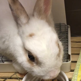 祝 お誕生日の画像