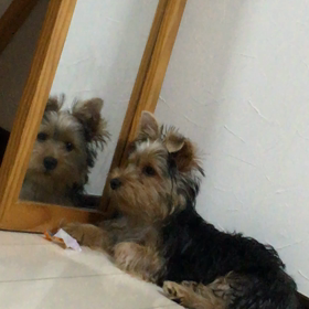 おもろいこ。。の画像