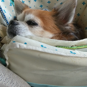 今日は耳鼻科の画像