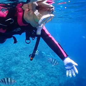 お魚ウォッチング〜！の画像