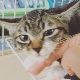 里親募集中☆りぼんちゃんの画像