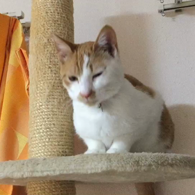 おちるーの画像