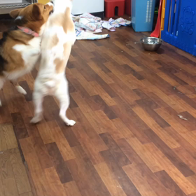 今日も仲良く格闘の画像